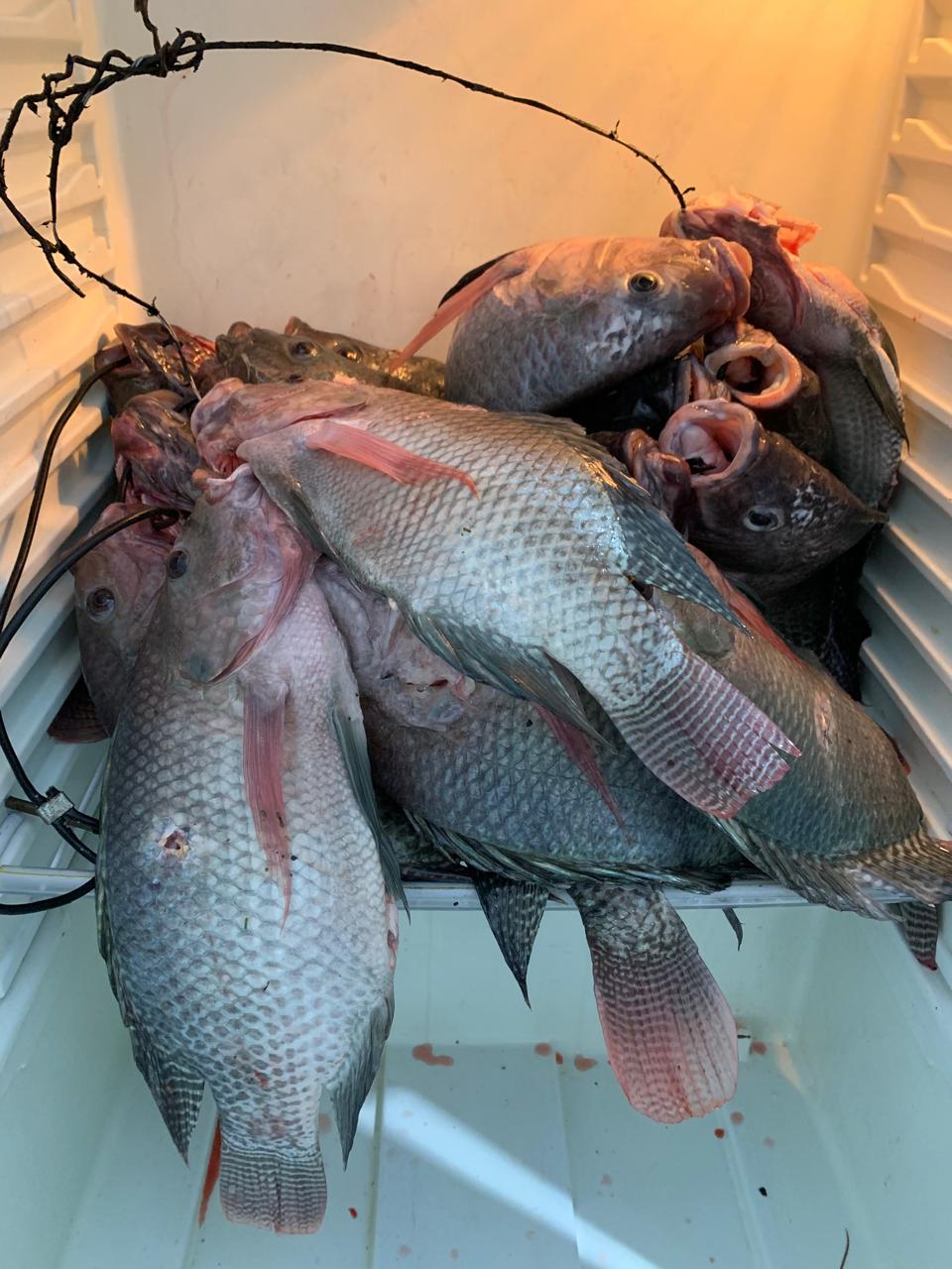 PM Ambiental combate pesca ilegal e flagra menores com tilápias e equipamentos ilegais em Rifaina